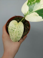 Monstera Jungle Mint