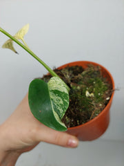 Monstera Jungle Mint