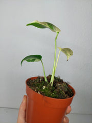 Monstera Jungle Mint