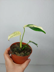 Monstera Jungle Mint