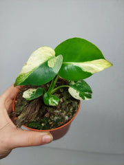 Monstera Jungle Mint