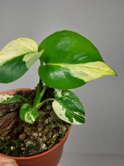 Monstera Jungle Mint