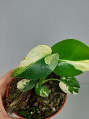 Monstera Jungle Mint