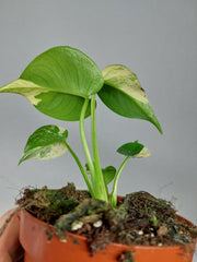 Monstera Jungle Mint