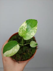 Monstera Jungle Mint