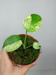 Monstera Jungle Mint