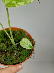 Monstera Jungle Mint