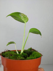 Monstera Jungle Mint