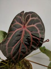 Anthurium Red Crystallinum NSE x Tezula