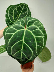 Anthurium Red Crystallinum NSE x Tezula