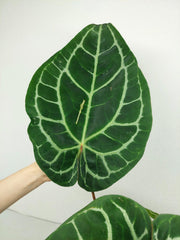 Anthurium Red Crystallinum NSE x Tezula