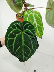 Anthurium Red Crystallinum NSE x Tezula