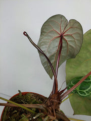 Anthurium Red Crystallinum NSE x Tezula