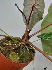 Anthurium Red Crystallinum NSE x Tezula