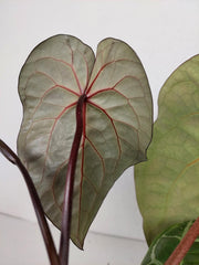 Anthurium Red Crystallinum NSE x Tezula