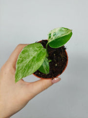 Monstera Bulbasaur