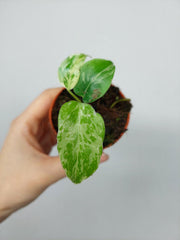 Monstera Bulbasaur