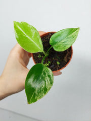 Monstera Bulbasaur