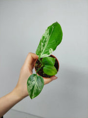Monstera Bulbasaur