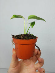 Monstera Bulbasaur