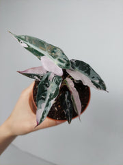 Alocasia Bambino Pink