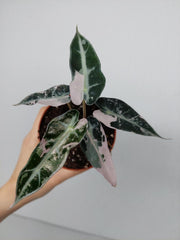 Alocasia Bambino Pink