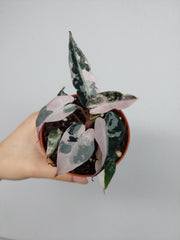 Alocasia Bambino Pink
