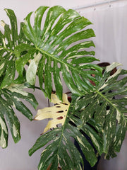 Monstera Thai Constellation XXL