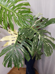 Monstera Thai Constellation XXL
