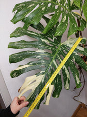 Monstera Thai Constellation XXL