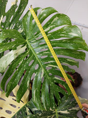 Monstera Thai Constellation XXL
