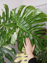 Monstera Thai Constellation XXL
