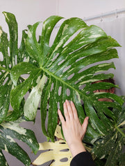 Monstera Thai Constellation XXL