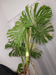 Monstera Thai Constellation XXL