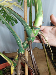 Monstera Thai Constellation XXL