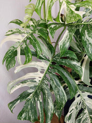 Monstera Variegata Adult