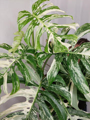 Monstera Variegata Adult