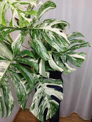 Monstera Variegata Adult