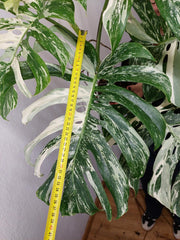 Monstera Variegata Adult