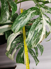 Monstera Variegata Adult