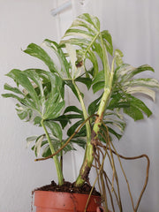 Monstera Variegata Adult