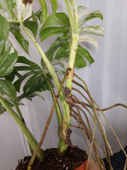 Monstera Variegata Adult