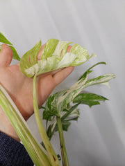 Monstera Variegata Adult
