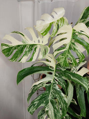 Monstera Variegata Adult