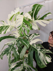 Monstera Variegata Adult