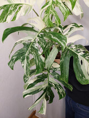 Monstera Variegata Adult