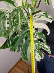 Monstera Variegata Adult