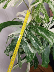 Monstera Variegata Adult