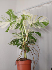 Monstera Variegata Adult