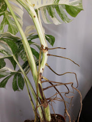 Monstera Variegata Adult